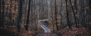 Preview wallpaper forest, road, trees, nature, fallen leaves