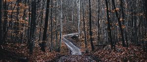 Preview wallpaper forest, road, trees, nature, fallen leaves