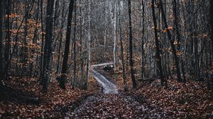 Preview wallpaper forest, road, trees, nature, fallen leaves