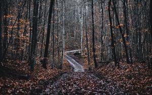 Preview wallpaper forest, road, trees, nature, fallen leaves