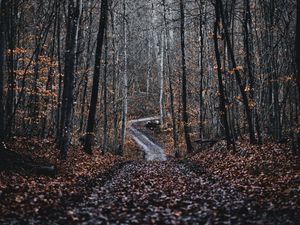 Preview wallpaper forest, road, trees, nature, fallen leaves