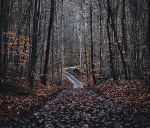 Preview wallpaper forest, road, trees, nature, fallen leaves