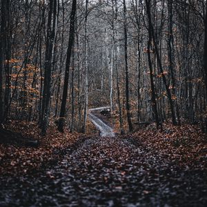 Preview wallpaper forest, road, trees, nature, fallen leaves