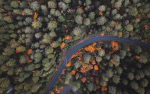 Preview wallpaper forest, road, trees, aerial view