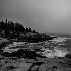 Preview wallpaper forest, rocks, trees, bw