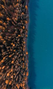Preview wallpaper forest, sea, aerial view, trees, water, coast