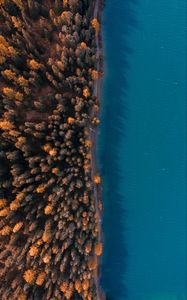 Preview wallpaper forest, sea, aerial view, trees, water, coast