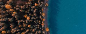 Preview wallpaper forest, sea, aerial view, trees, water, coast