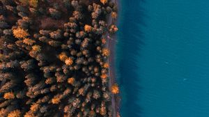 Preview wallpaper forest, sea, aerial view, trees, water, coast