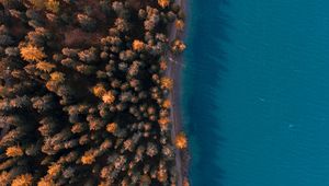 Preview wallpaper forest, sea, aerial view, trees, water, coast