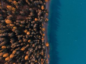 Preview wallpaper forest, sea, aerial view, trees, water, coast
