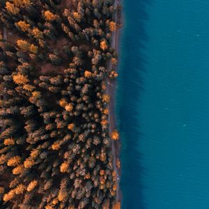 Preview wallpaper forest, sea, aerial view, trees, water, coast