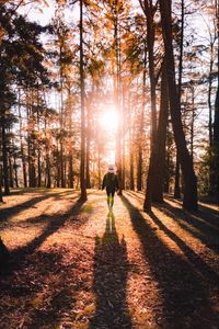 Preview wallpaper forest, silhouette, sunlight, autumn, nature