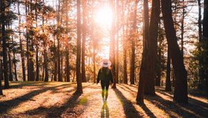 Preview wallpaper forest, silhouette, sunlight, autumn, nature