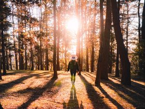 Preview wallpaper forest, silhouette, sunlight, autumn, nature
