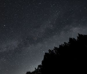 Preview wallpaper forest, silhouettes, stars, night, dark