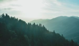 Preview wallpaper forest, sky, fog, mountains