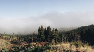Preview wallpaper forest, sky, grass, fog