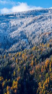 Preview wallpaper forest, slope, aerial view, trees, snowy