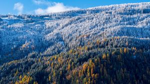 Preview wallpaper forest, slope, aerial view, trees, snowy