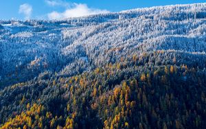 Preview wallpaper forest, slope, aerial view, trees, snowy