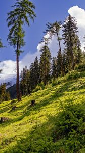 Preview wallpaper forest, slope, grass, trees, nature