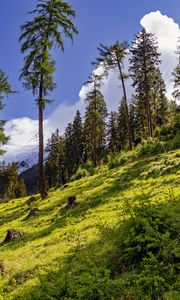 Preview wallpaper forest, slope, grass, trees, nature