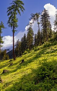 Preview wallpaper forest, slope, grass, trees, nature
