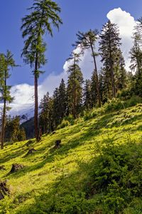 Preview wallpaper forest, slope, grass, trees, nature
