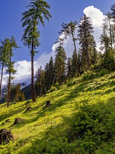 Preview wallpaper forest, slope, grass, trees, nature