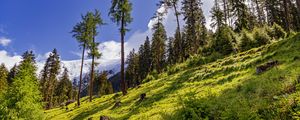 Preview wallpaper forest, slope, grass, trees, nature