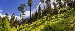 Preview wallpaper forest, slope, grass, trees, nature