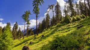 Preview wallpaper forest, slope, grass, trees, nature