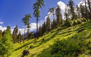 Preview wallpaper forest, slope, grass, trees, nature