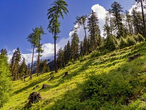 Preview wallpaper forest, slope, grass, trees, nature
