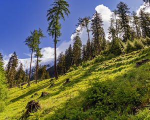 Preview wallpaper forest, slope, grass, trees, nature