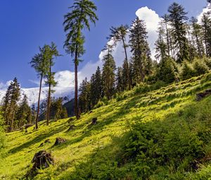 Preview wallpaper forest, slope, grass, trees, nature