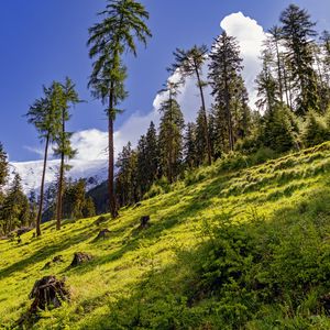 Preview wallpaper forest, slope, grass, trees, nature