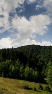 Preview wallpaper forest, slope, grass, field, trees