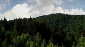 Preview wallpaper forest, slope, grass, field, trees
