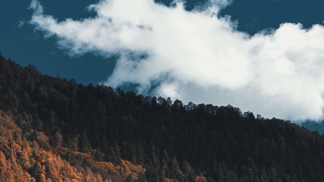 Wallpaper forest, slope, mountain, trees, clouds