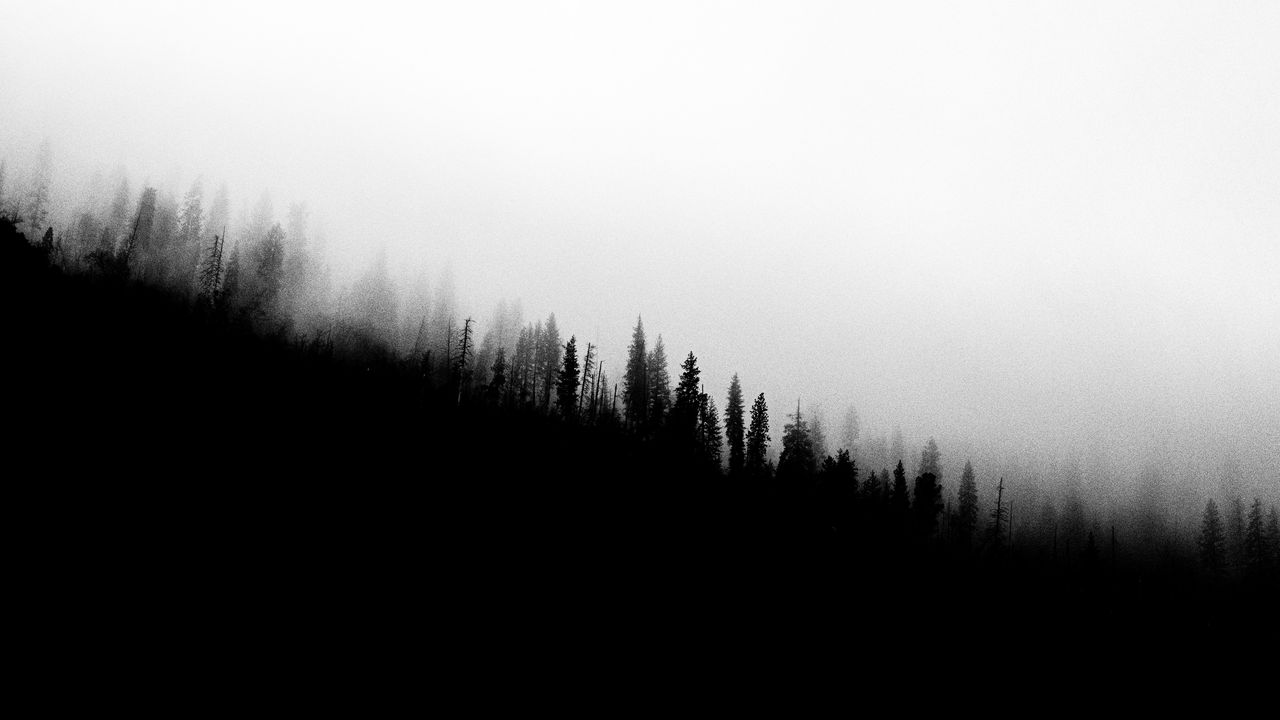Wallpaper forest, slope, silhouettes, trees, black and white