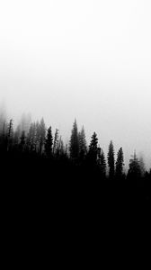 Preview wallpaper forest, slope, silhouettes, trees, black and white