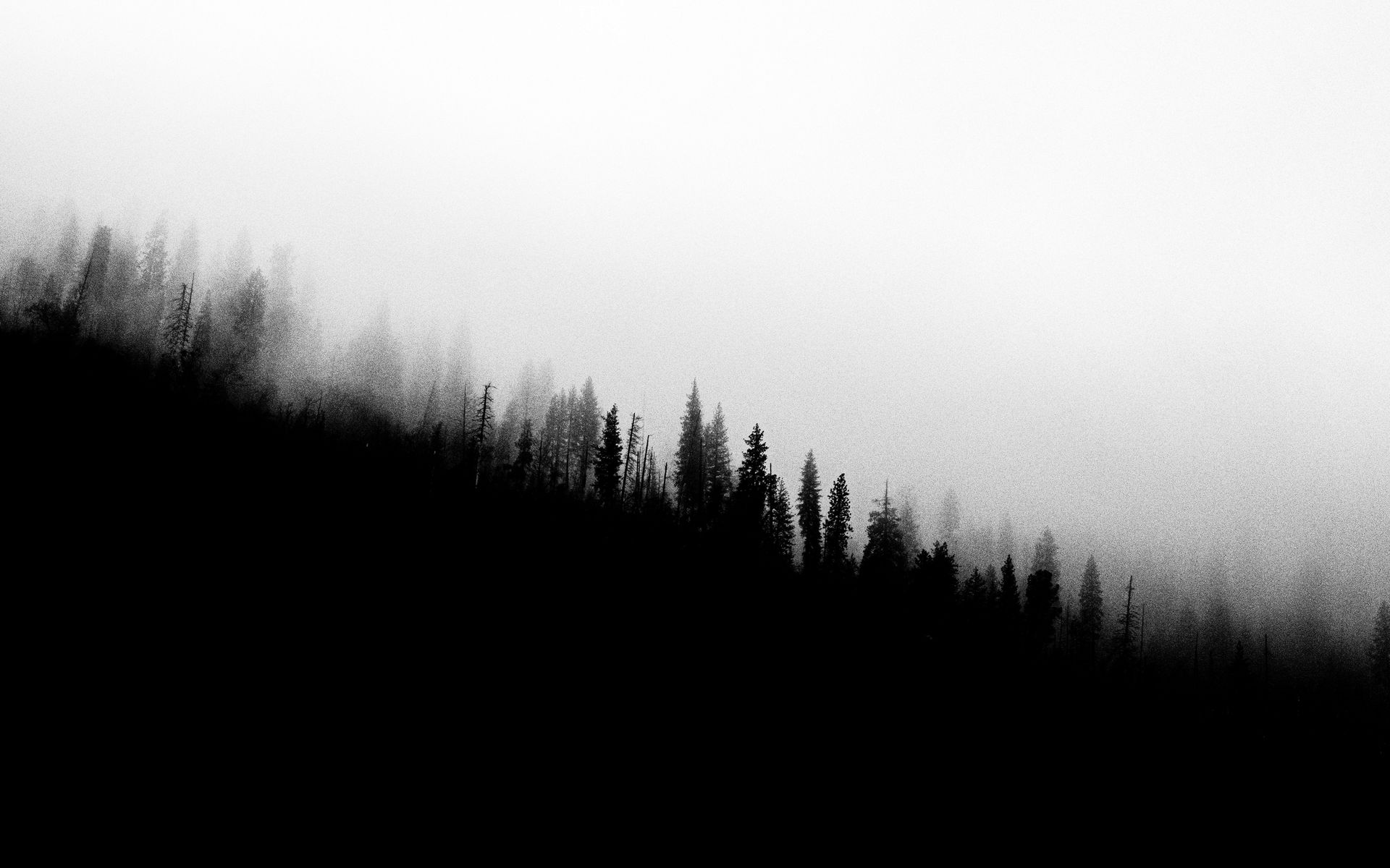 Download wallpaper 1920x1200 forest, slope, silhouettes, trees, black ...