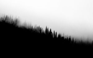 Preview wallpaper forest, slope, silhouettes, trees, black and white