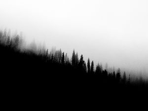 Preview wallpaper forest, slope, silhouettes, trees, black and white