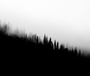 Preview wallpaper forest, slope, silhouettes, trees, black and white