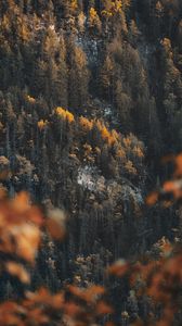 Preview wallpaper forest, slope, trees, coniferous, pine