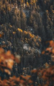 Preview wallpaper forest, slope, trees, coniferous, pine