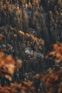 Preview wallpaper forest, slope, trees, coniferous, pine